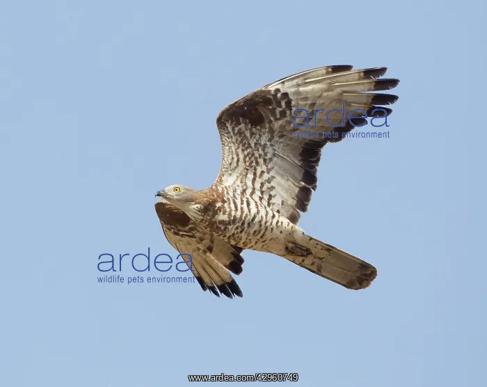 : European Honey Buzzard - adult male in flight - : European Honey Buzzard - adult male in flight -