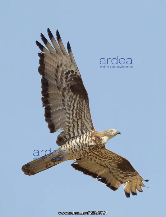 : European Honey Buzzard - adult male in flight - : European Honey Buzzard - adult male in flight -