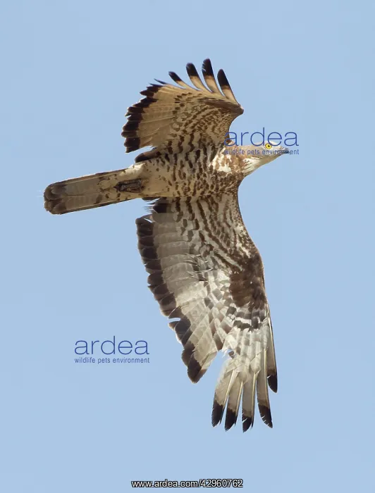 : European Honey Buzzard - adult male in flight - : European Honey Buzzard - adult male in flight -