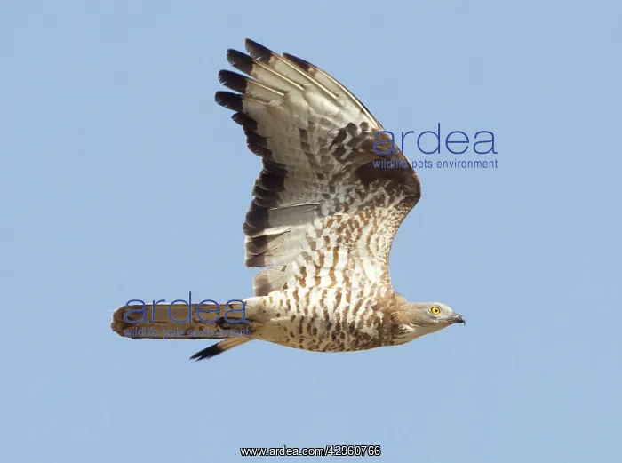 : European Honey Buzzard - adult male in flight - : European Honey Buzzard - adult male in flight -