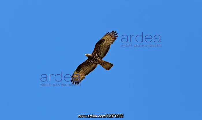 : European Honey Buzzard - in flight : European Honey Buzzard - in flight
