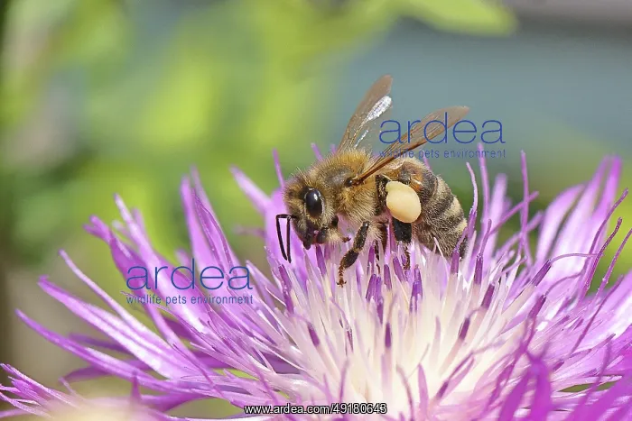 : European honeybee (Apis mellifera) : European honeybee (Apis mellifera)