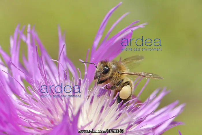 : European honeybee (Apis mellifera) : European honeybee (Apis mellifera)