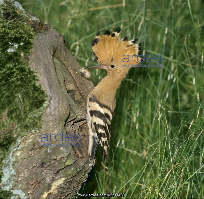 : EUROPEAN HOOPOE - With grub on tree trunk : EUROPEAN HOOPOE - With grub on tree trunk