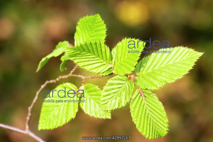 : European Hornbeam - close-up of leaves : European Hornbeam - close-up of leaves