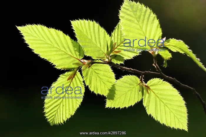 : European Hornbeam - close-up of leaves : European Hornbeam - close-up of leaves