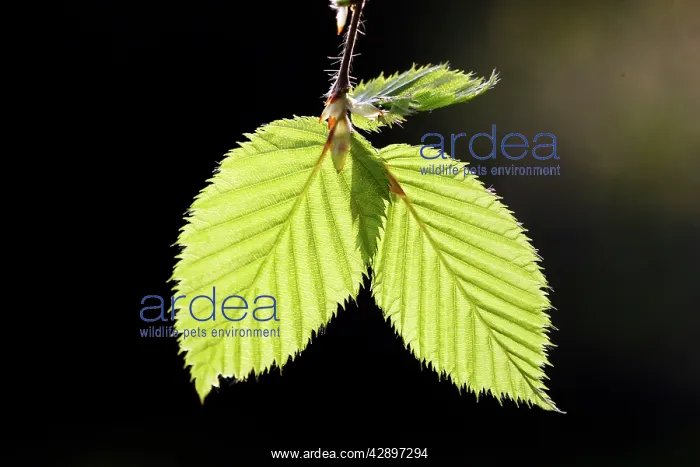 : European Hornbeam - close-up of leaves : European Hornbeam - close-up of leaves