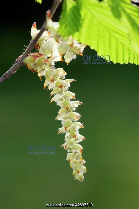 : European Hornbeam - close-up of seed catkins : European Hornbeam - close-up of seed catkins