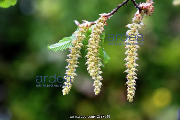 : European Hornbeam - close-up of seed catkins : European Hornbeam - close-up of seed catkins