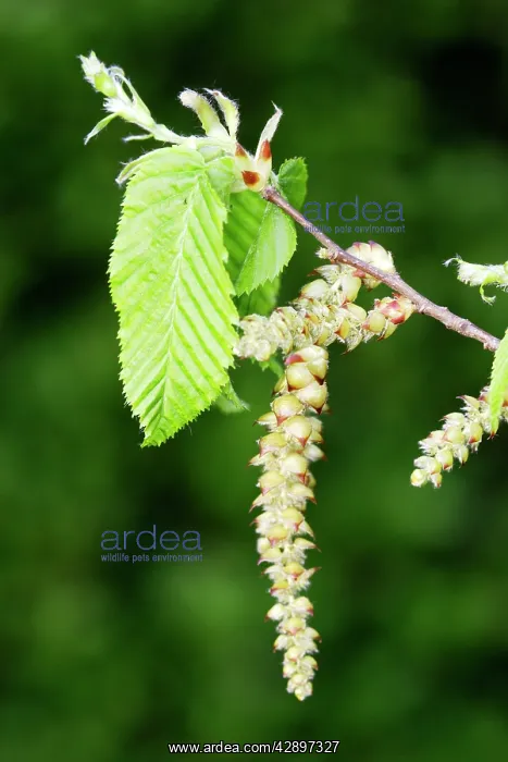 : European Hornbeam - close-up of seed catkins : European Hornbeam - close-up of seed catkins