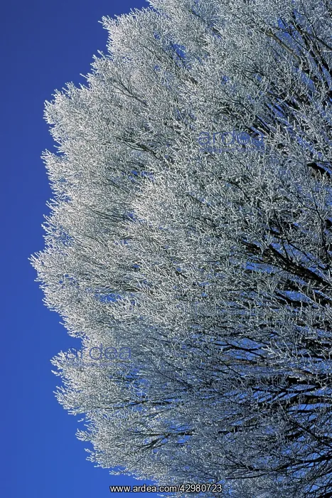 : European Hornbeam - Covered with frost : European Hornbeam - Covered with frost