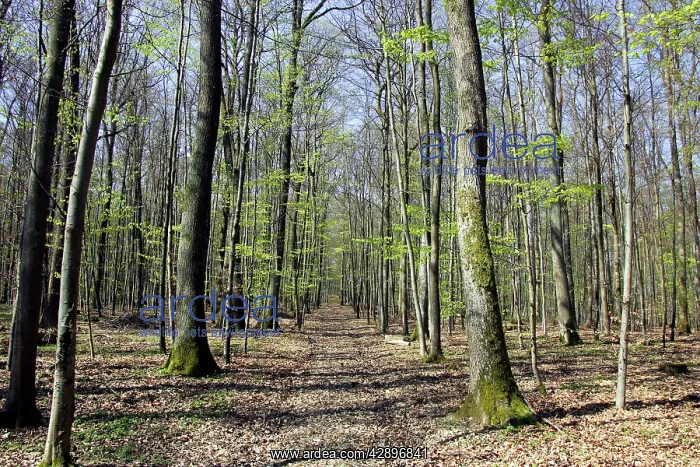 : European hornbeam and European Beech (Fagus sylvatica) : European hornbeam and European Beech (Fagus sylvatica)