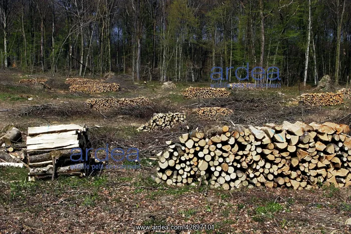 : European Hornbeam and European Beech Forest : European Hornbeam and European Beech Forest