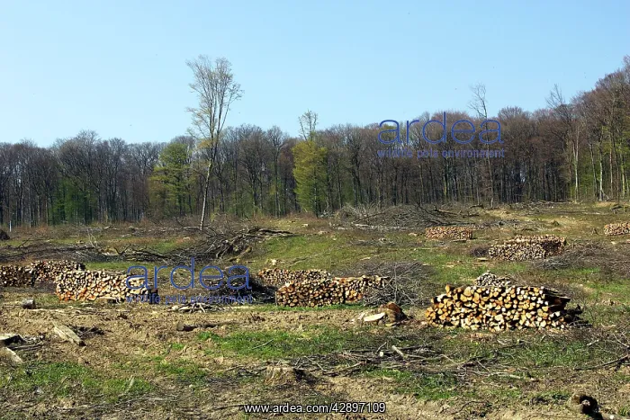 : European Hornbeam and European Beech Forest : European Hornbeam and European Beech Forest