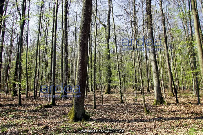 : European Hornbeam & European Beech forest : European Hornbeam & European Beech forest