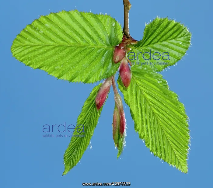 : European Hornbeam - leaf bud opening in spring : European Hornbeam - leaf bud opening in spring