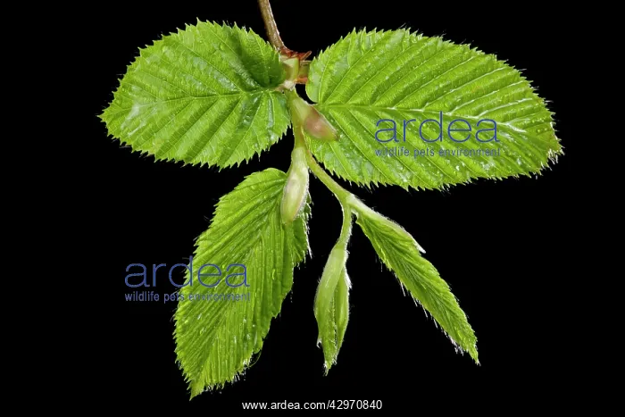 : European Hornbeam - leaf bud opening in spring : European Hornbeam - leaf bud opening in spring