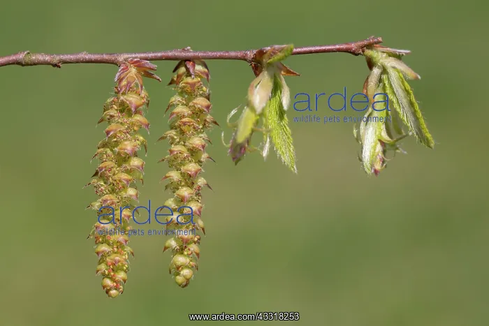 : European Hornbeam - twig with male catkins, emerging : European Hornbeam - twig with male catkins, emerging