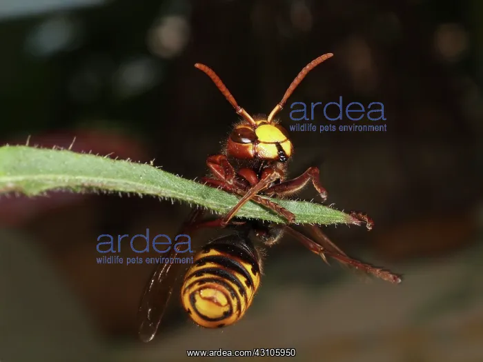 : European Hornet : European Hornet