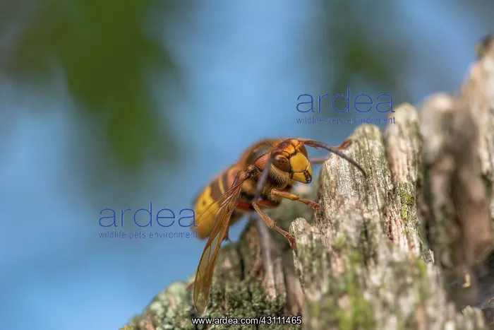 : European Hornet : European Hornet