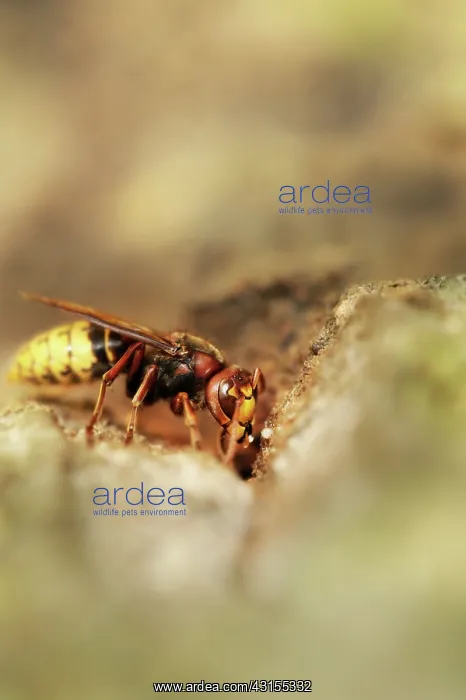 : European Hornet : European Hornet