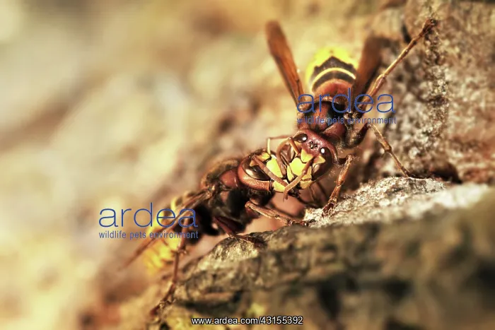 : European Hornet : European Hornet