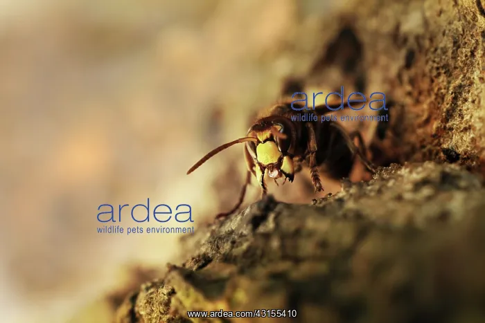: European Hornet : European Hornet