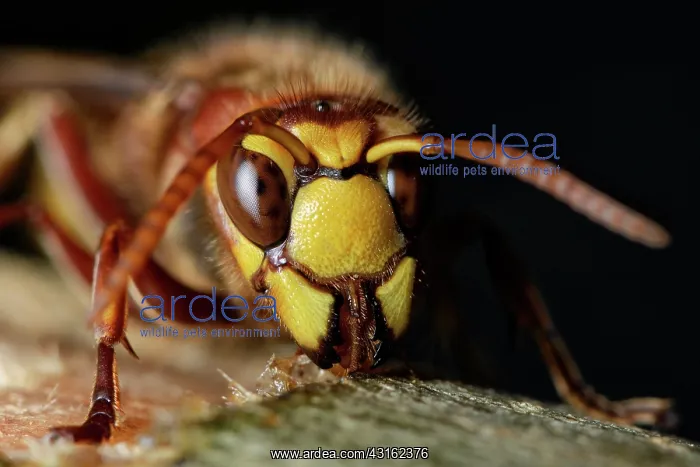 : European Hornet : European Hornet