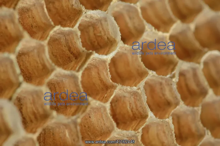 : European Hornet : European Hornet