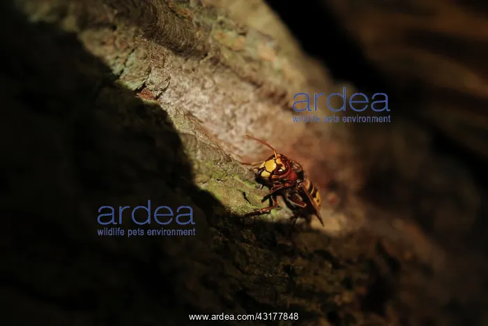 : European Hornet : European Hornet