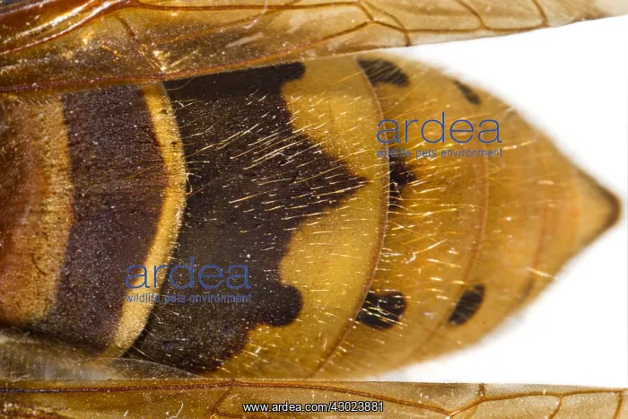 : European Hornet detail of abdomen Galicia Spain : European Hornet detail of abdomen Galicia Spain