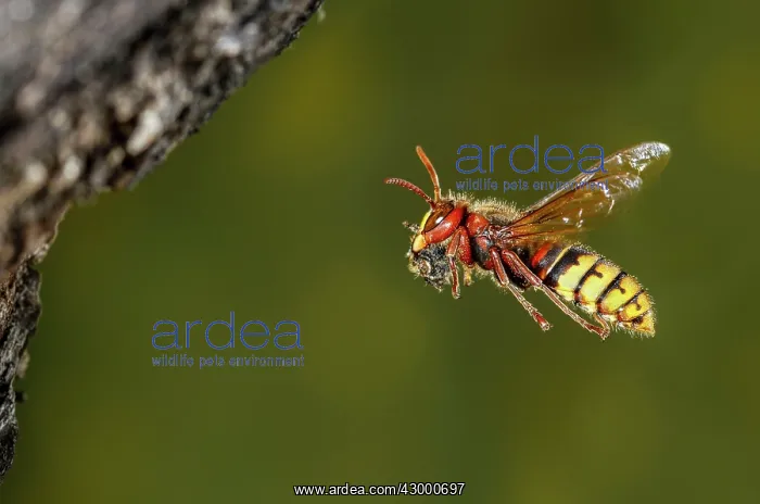 : European Hornet adult flying with prey : European Hornet adult flying with prey