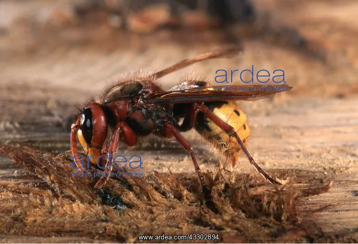  : EUROPEAN HORNET - COLLECTS WOOD