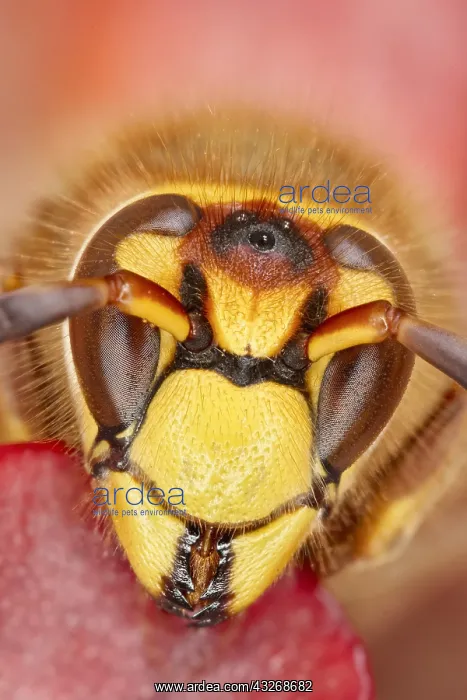 : European hornet face - Norfolk UK : European hornet face - Norfolk UK