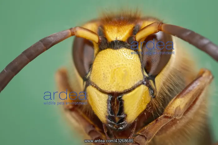 : European hornet face - Norfolk UK : European hornet face - Norfolk UK