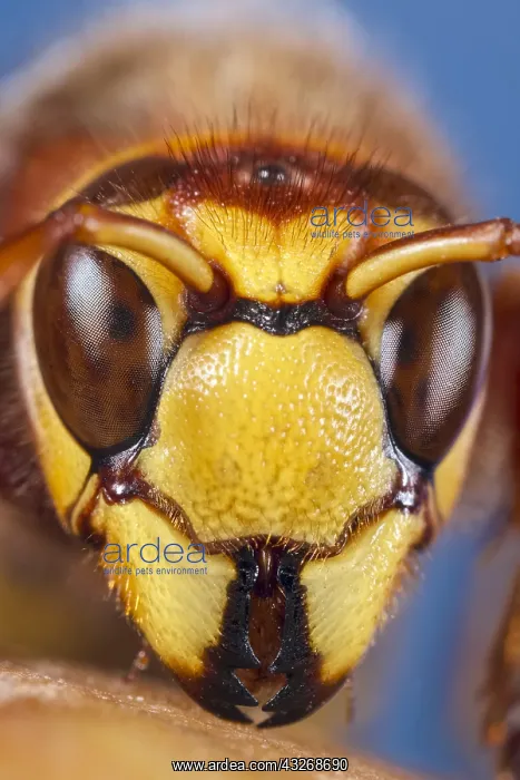 : European hornet face - Norfolk UK : European hornet face - Norfolk UK