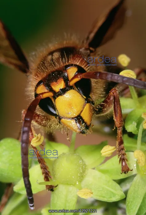 : EUROPEAN HORNET - ON FLOWER : EUROPEAN HORNET - ON FLOWER