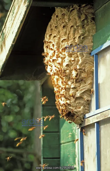 : European Hornet - At nest on side of shed : European Hornet - At nest on side of shed