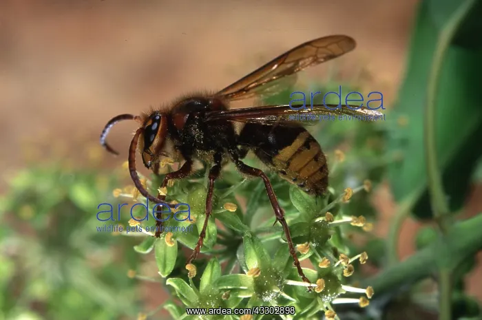 : EUROPEAN HORNET - on plant, & pollen : EUROPEAN HORNET - on plant, & pollen
