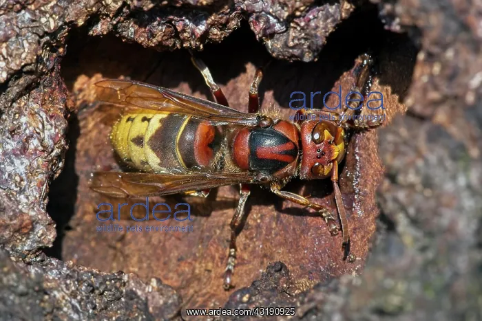 : European hornet (Vespa crabro), licking up sap leaking : European hornet (Vespa crabro), licking up sap leaking