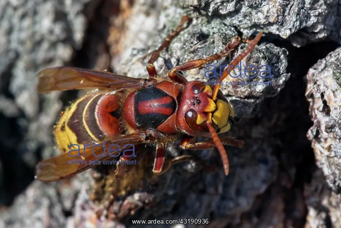 : European hornet (Vespa crabro), Heikendorf, Schleswig-Holste : European hornet (Vespa crabro), Heikendorf, Schleswig-Holste