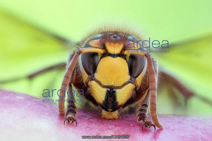 : European hornet (Vespa crabro), Hanover, Lower Saxony : European hornet (Vespa crabro), Hanover, Lower Saxony