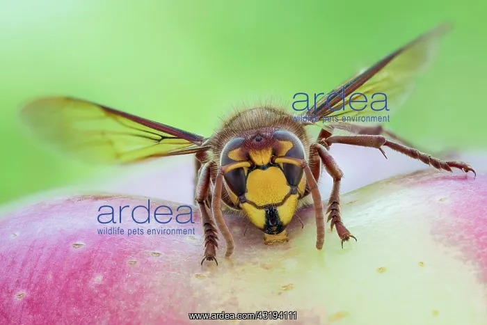 : European hornet (Vespa crabro), Hanover, Lower Saxony : European hornet (Vespa crabro), Hanover, Lower Saxony