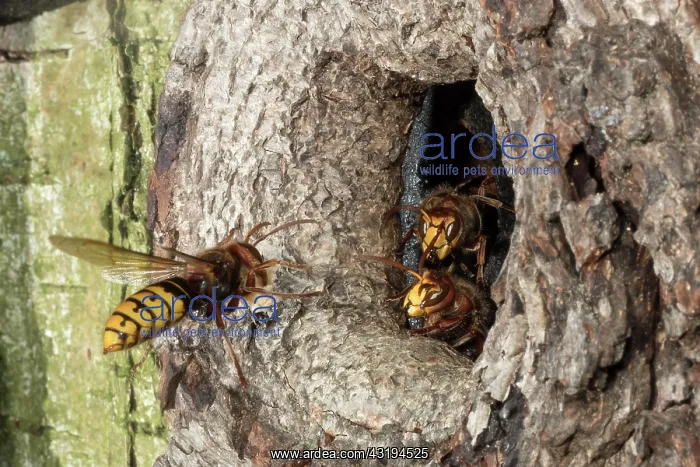: European hornet (Vespa crabro) approaching the breeding : European hornet (Vespa crabro) approaching the breeding