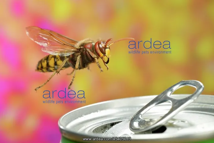 : European hornet (Vespa crabro) in flight at a can : European hornet (Vespa crabro) in flight at a can