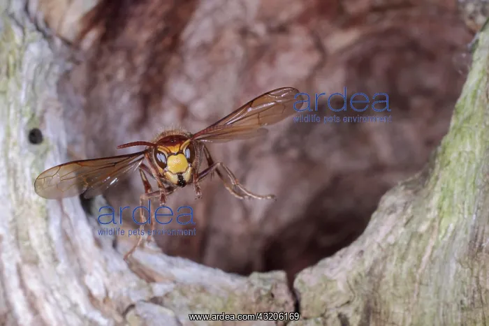 : European hornet (Vespa crabro), in flight from t : European hornet (Vespa crabro), in flight from t