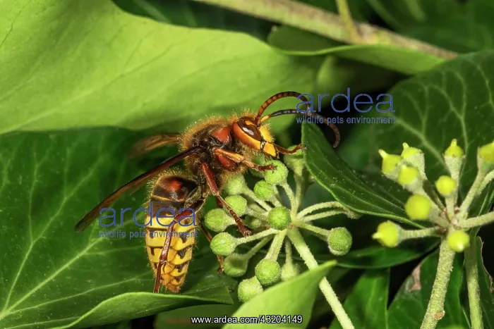 : European hornet (Vespa crabro) nascht nectar in : European hornet (Vespa crabro) nascht nectar in