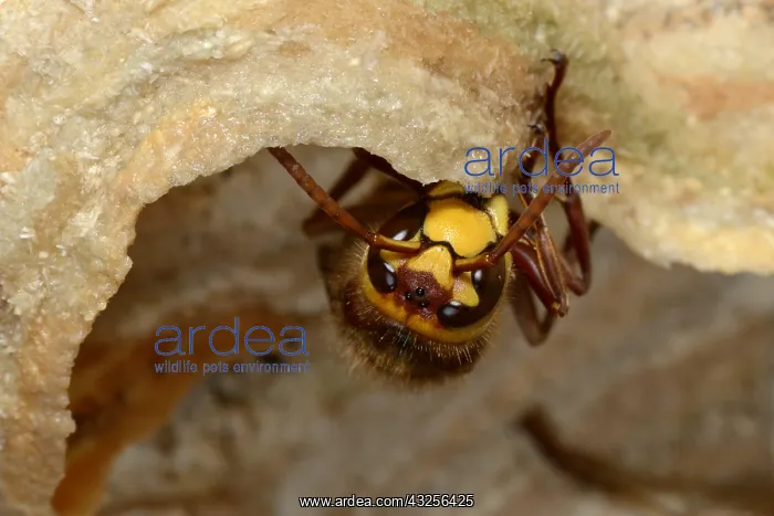 : European Hornet (Vespa crabro) nest building, E : European Hornet (Vespa crabro) nest building, E