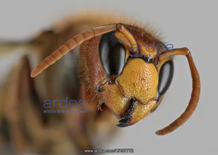 : European hornet (Vespa crabro), portrait, Germany : European hornet (Vespa crabro), portrait, Germany