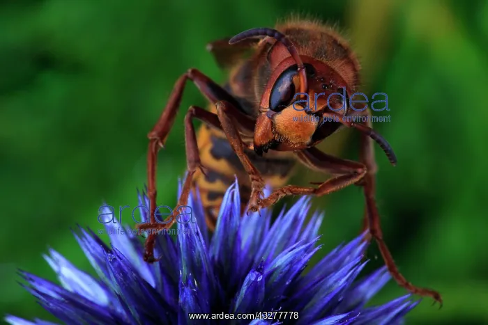 : European hornet (Vespa crabro) sits on blue China : European hornet (Vespa crabro) sits on blue China